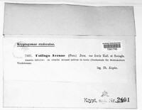 Ustilago avenae image